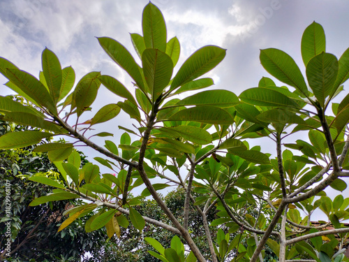 Close-up view of leaves of Plumeria rubra, Red Plumeria, Red Frangipani, or Kemboja merah  in the garden photo