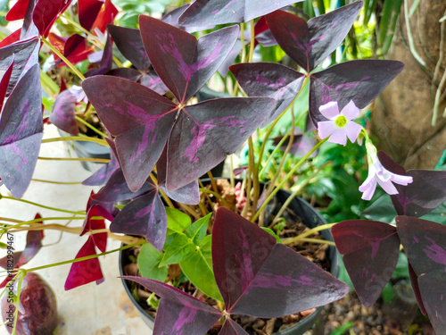 Close-up of Oxalis triangularis, purple shamrocks, or Calincing kupu with unique leaf shape and color in the garden photo