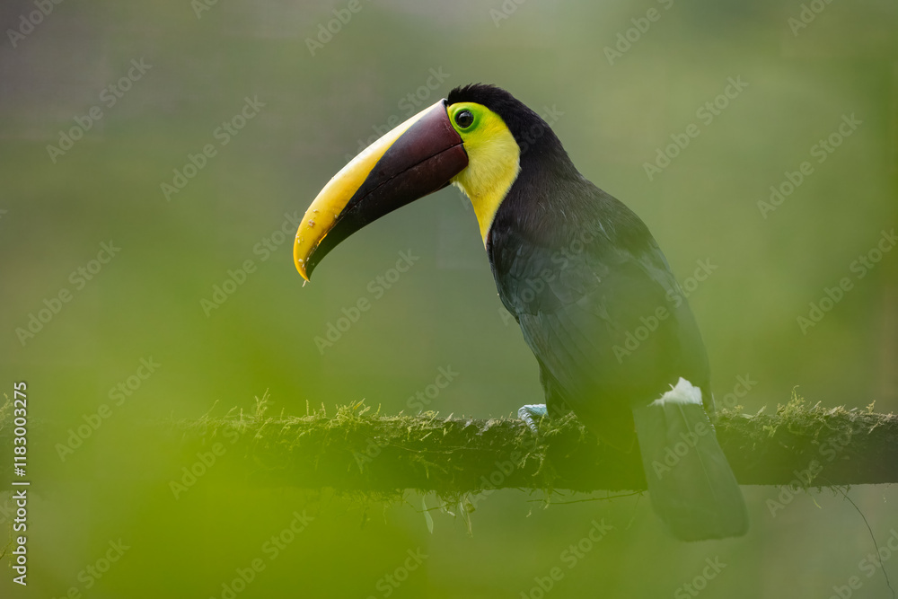 The yellow-throated toucan (Ramphastos ambiguus). Wildlife from Costa Rica, tropical bird. Toucan sitting on the branch in the forest, green vegetation. Nature travel holiday in central America. The yellow-throated toucan (Ramphastos ambiguus). Wildlife from Costa Rica, tropical bird. Toucan sitting on the branch in the forest, green vegetation. Nature travel holiday in central America.