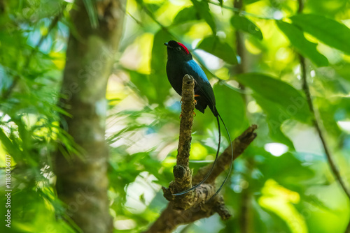 Long-tailed manakin (Chiroxiphia linearis) is a species of bird in the family Pipridae native to Central America where it inhabits both wet and dry tropical and subtropical forests. photo