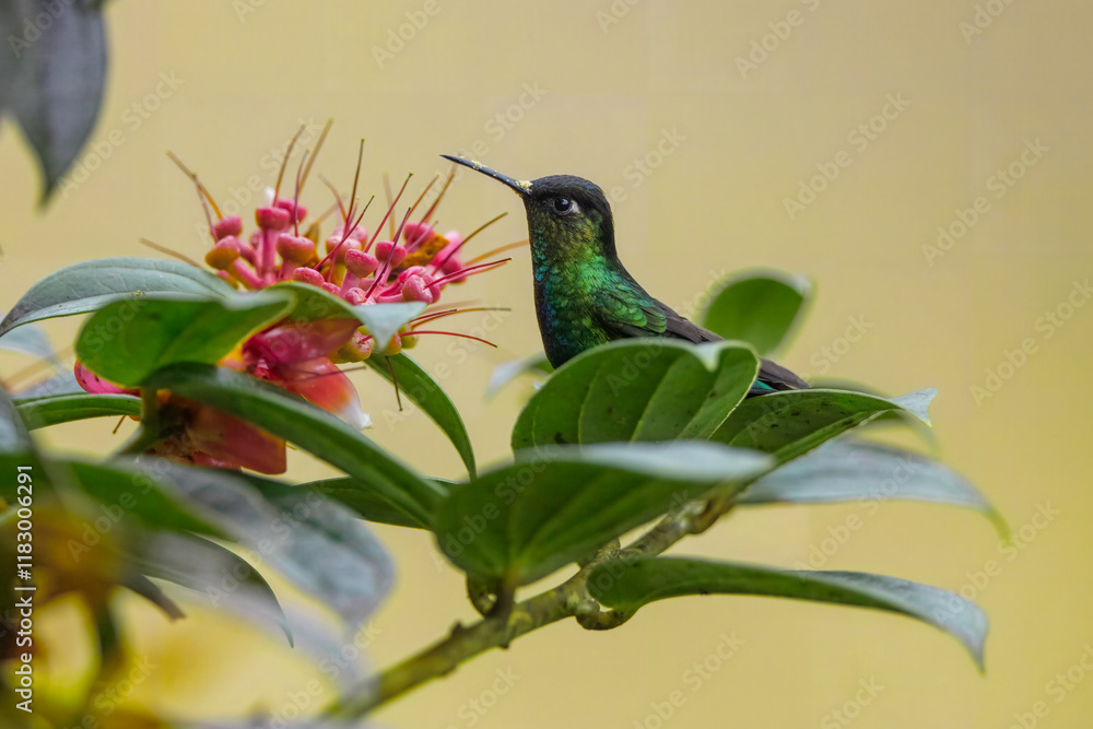 Obraz premium Fiery-throated hummingbird (Panterpe insignis) is a species of hummingbird in the 