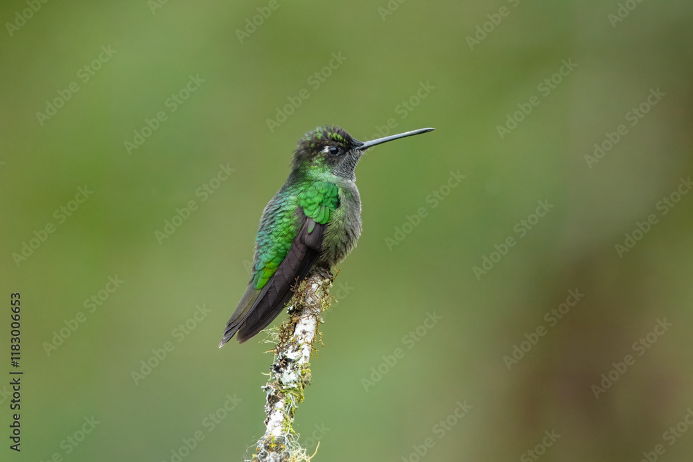 Fototapeta premium Talamanca hummingbird or admirable hummingbird (Eugenes spectabilis) is a large hummingbird. The admirable hummingbird's range is Costa Rica to Panama