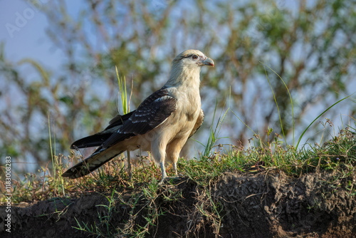 Fotografie Yellow-headed caracara (Milvago chimachima) is a bird of prey in the family Falconidae