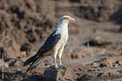 Foto Yellow-headed caracara (Milvago chimachima) is a bird of prey in the family Falconidae
