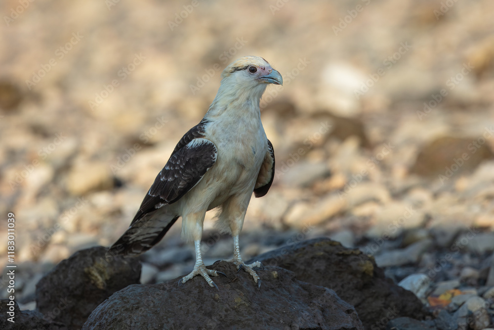 Fototapeta premium Yellow-headed caracara (Milvago chimachima) is a bird of prey in the family Falconidae. Much smaller than Crested Caracara, without dark cap. Found in open habitats, such as fields and river edges.