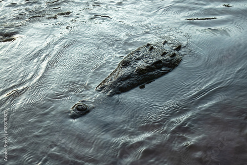 American Crocodile (Crocodylus acutus) at Tarcoles River - Costa Rica photo