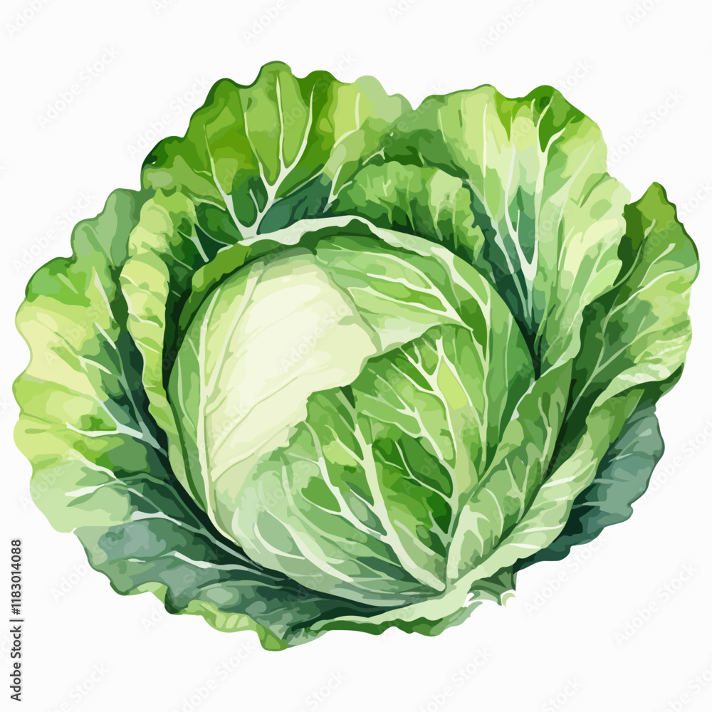 Fototapeta premium Cabbage, leaf vegetable on a white background in watercolor style. Fresh green leafy kale head vector illustration, color clip art for poster, cookung book or over