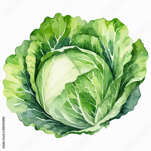 Cabbage, leaf vegetable on a white background in watercolor style. Fresh green leafy kale head vector illustration, color clip art for poster, cookung book or over