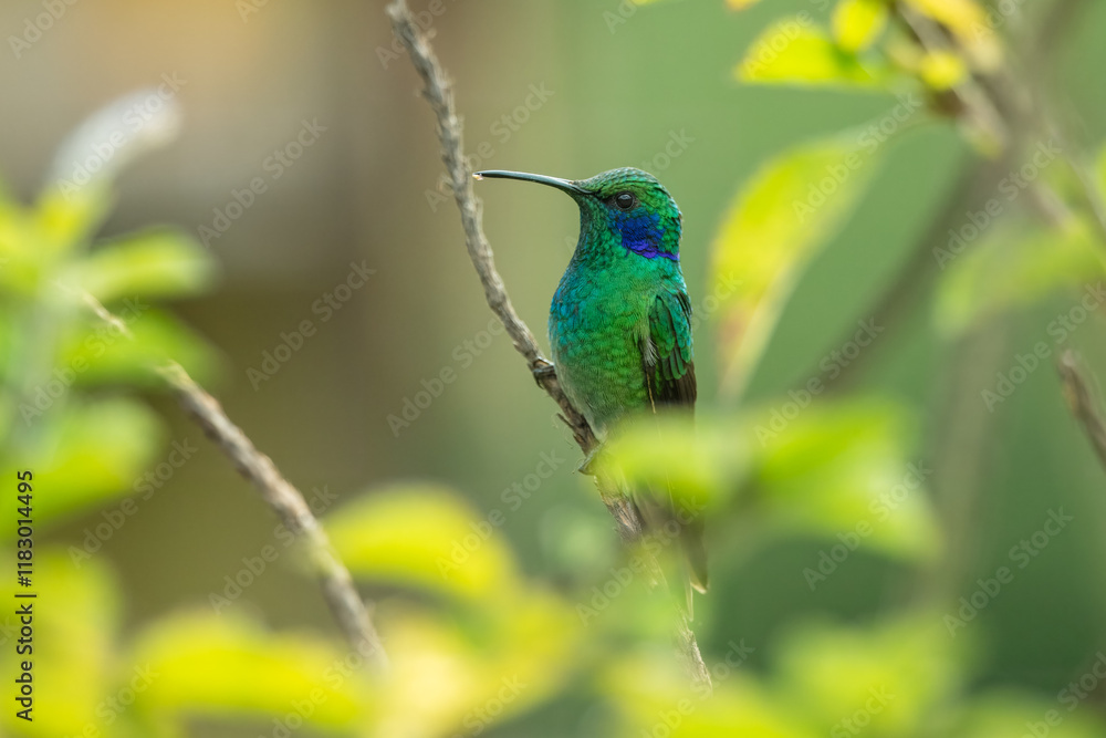 Fototapeta premium Hummingbird Green Violet-ear, Mexican Violetear, Colibri thalassinus, bird flying next to beautiful ping orange and yellow flower in natural habitat, bird from mountain tropical forest, Costa Rica.