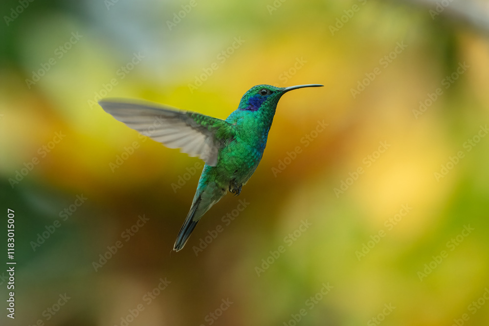 Obraz premium Hummingbird Green Violet-ear, Mexican Violetear, Colibri thalassinus, bird flying next to beautiful ping orange and yellow flower in natural habitat, bird from mountain tropical forest, Costa Rica.