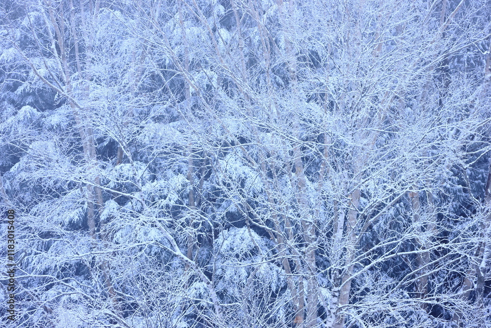 snow covered trees in the forest snow covered trees in the forest