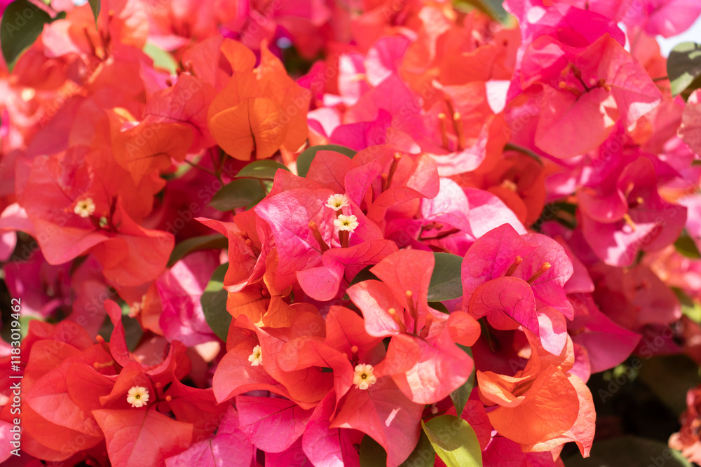 Flores de Bougainvillea, Campeche, México Flores de Bougainvillea, Campeche, México