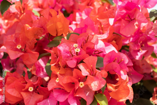 Obraz na płótnie Flores de Bougainvillea, Campeche, México w salonie