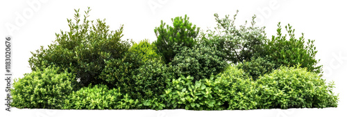 PNG Bushes and shrubs plant white arrangement. photo