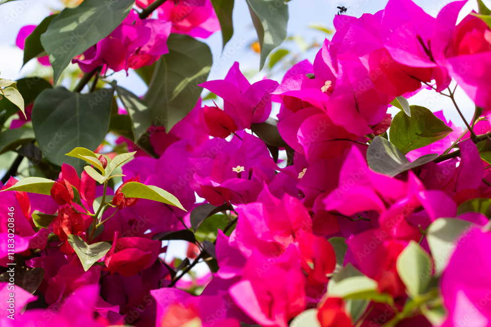 Flores de Bougainvillea, Campeche, México