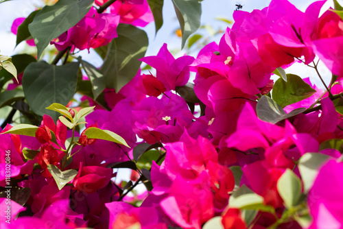 Obraz na płótnie Flores de Bougainvillea, Campeche, México w salonie