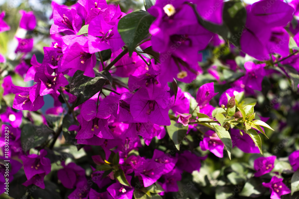 Flores de Bougainvillea, Campeche, México