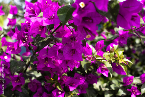 Obraz na płótnie Flores de Bougainvillea, Campeche, México w salonie