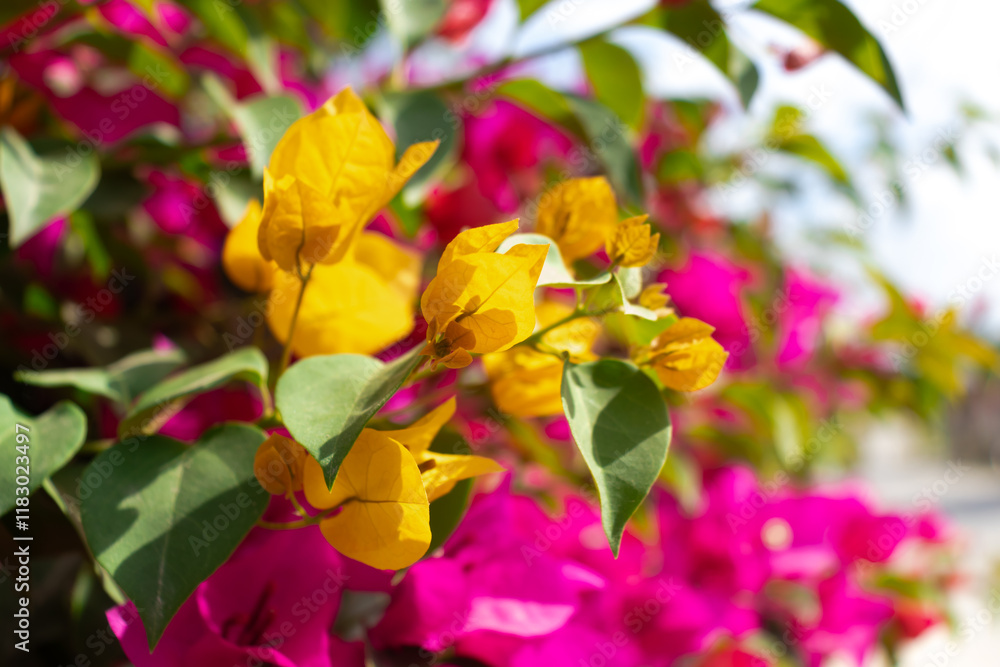 Flores de Bougainvillea, Campeche, México