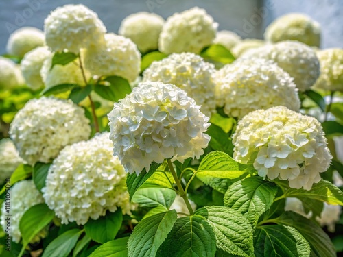 Isolated White Hydrangea Bush, Garden Design, Blooming Flower, Lush Foliage, White Hydrangea Plant photo