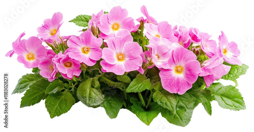 PNG Primroses flowers bush primroses leaves spring. photo