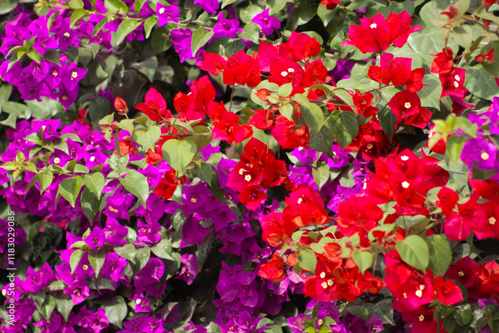 Flores de Bougainvillea, Campeche, México