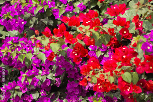 Obraz na płótnie Flores de Bougainvillea, Campeche, México w salonie