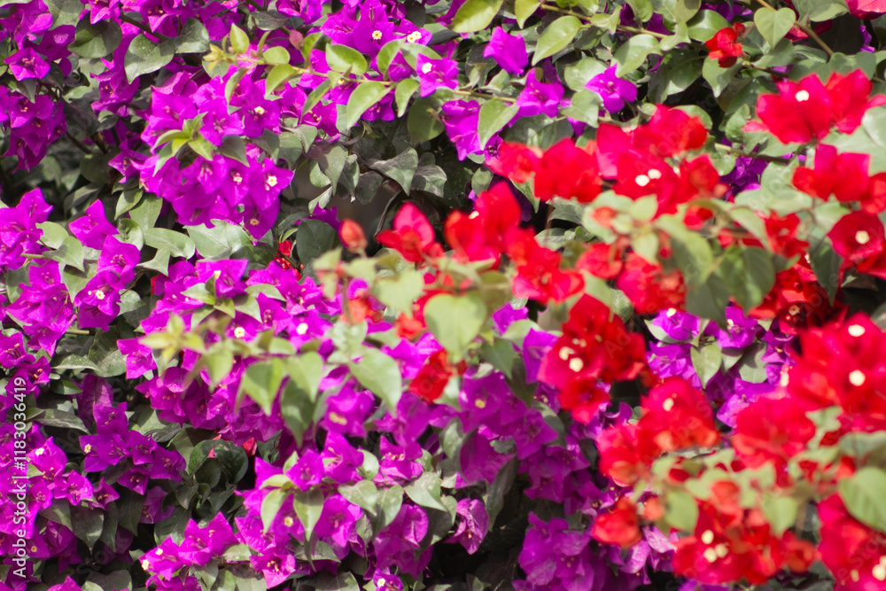 Flores de Bougainvillea, Campeche, México