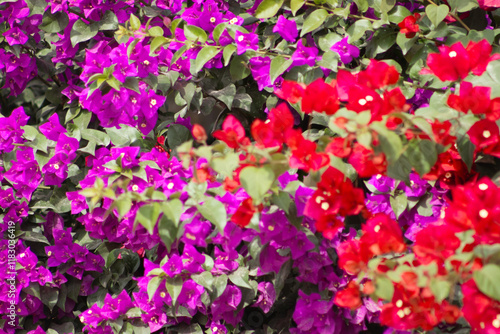 Obraz na płótnie Flores de Bougainvillea, Campeche, México w salonie