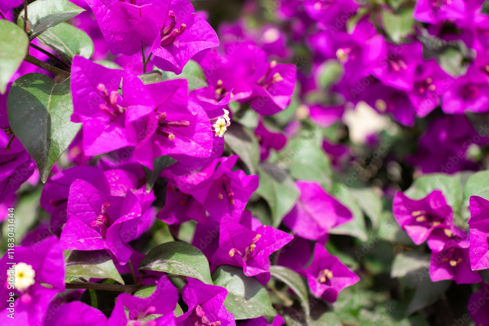 Flores de Bougainvillea, Campeche, México