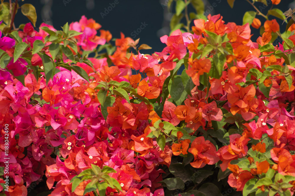 Flores de Bougainvillea, Campeche, México Flores de Bougainvillea, Campeche, México