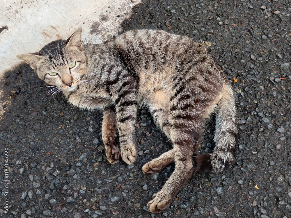 Naklejka premium Close up Cute Asian house cat, Felis catus, kucing, is sitting, playing, and grooming its fur