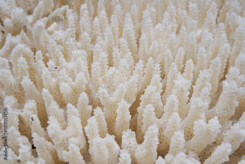 White coral in the sea. Close-up. Natural background.