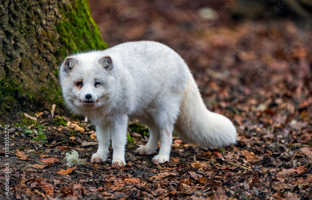 Arctic fox. Arctic fox in the autumn forest Arctic fox. Arctic fox in the autumn forest