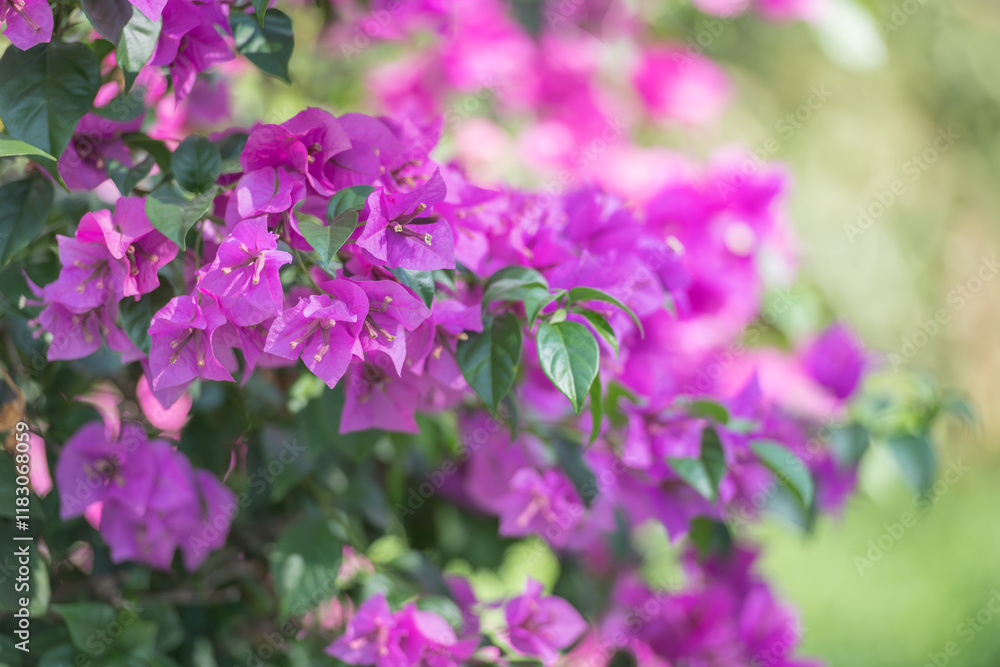 Vibrant magenta bougainvillea blossoms with lush green leaves, bathed in soft sunlight. A perfect addition for nature, floral, or tropical-themed projects.