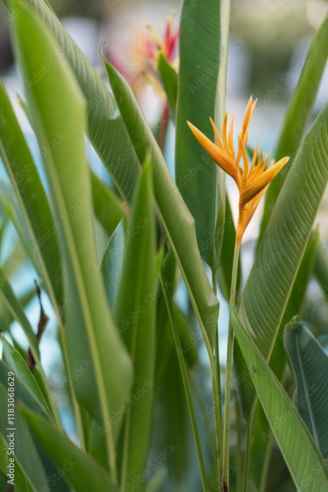 Bright tropical heliconia flowers with vibrant yellow petals surrounded by lush green leaves. Perfect for nature, floral, and exotic themes in design or editorial projects. Bright tropical heliconia flowers with vibrant yellow petals surrounded by lush green leaves. Perfect for nature, floral, and exotic themes in design or editorial projects.
