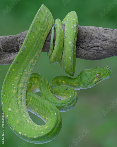 green snake in the grass