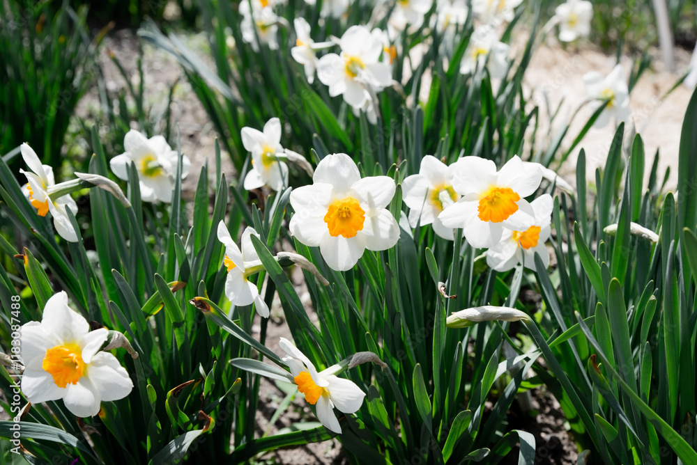 Narcissus poeticus, commonly known as poet's daffodil, is a perennial plant with fragrant white petals and a small yellow corona Narcissus poeticus, commonly known as poet's daffodil, is a perennial plant with fragrant white petals and a small yellow corona