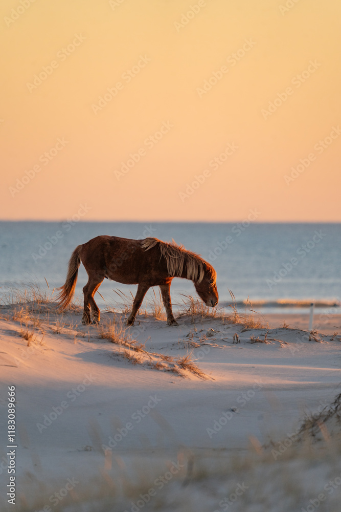 Wild pony on Assateague Island National Seashore, Maryland at sunset Wild pony on Assateague Island National Seashore, Maryland at sunset