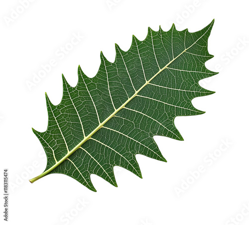 Realistic Photograph of a Neem Leaf Shining Brightly Against a Pure White Background for Stock Use