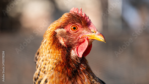 close up profile of bielefelder chicken with nice comb and wattle and blurred background photo