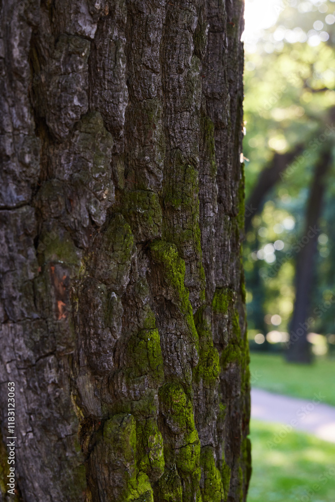A CloseUp View of Intricate Tree Bark Featuring Lush Green Moss Within a Vibrant Park Setting A CloseUp View of Intricate Tree Bark Featuring Lush Green Moss Within a Vibrant Park Setting