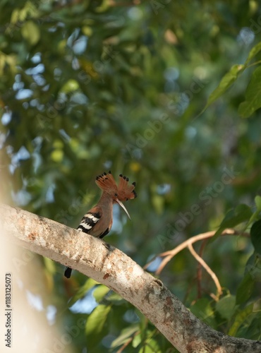 The Woodpecker lives naturally in Ayutthaya Province, Thailand.