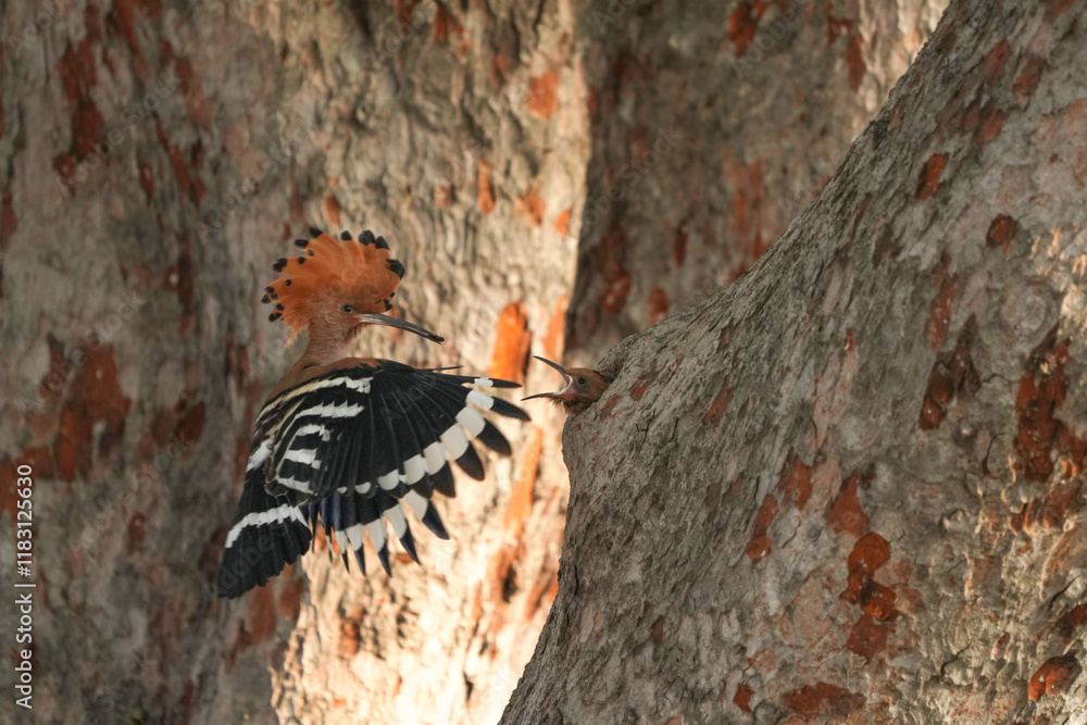 The Woodpecker lives naturally in Ayutthaya Province, Thailand. The Woodpecker lives naturally in Ayutthaya Province, Thailand.