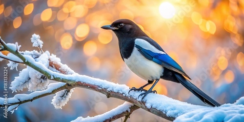 Magpie in Winter Wonderland: A Stunning High-Definition Snow Scene photo