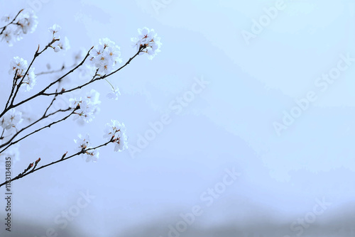 Blooming cherry blossoms frame a soft, blurred sky, evoking a romantic and delicate floral ambiance