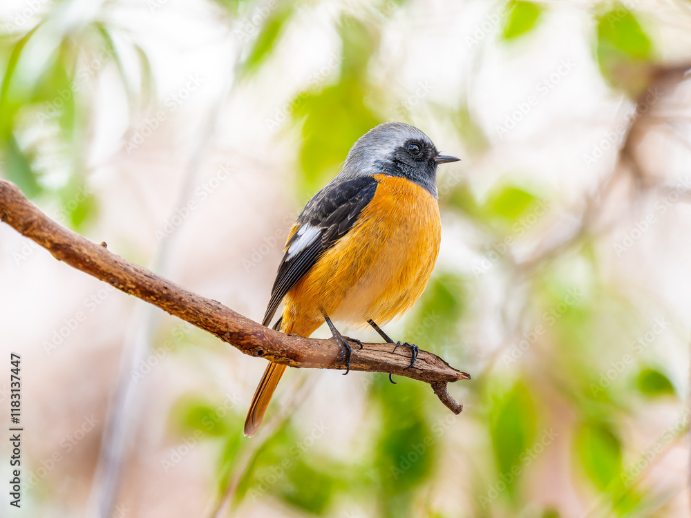 Fototapeta premium 枝にとまるジョウビタキのオス