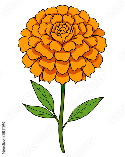 Marigold Flower Vector Illustration, Elegant Floral Design 