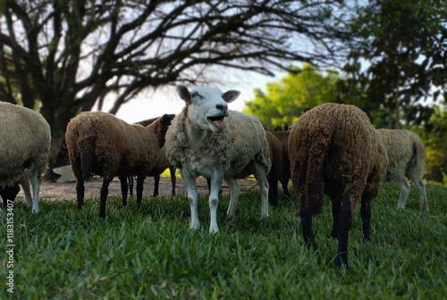 A sheep highlighted in the middle of a flock, bleating with its mouth open. The image captures the dynamics and life in the pasture, emphasizing the interaction among the animals in the group. photo