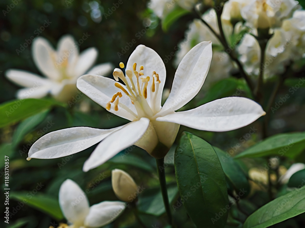 Fototapeta premium white jasmine